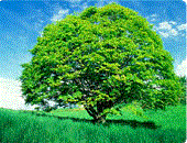 나무: 느티나무